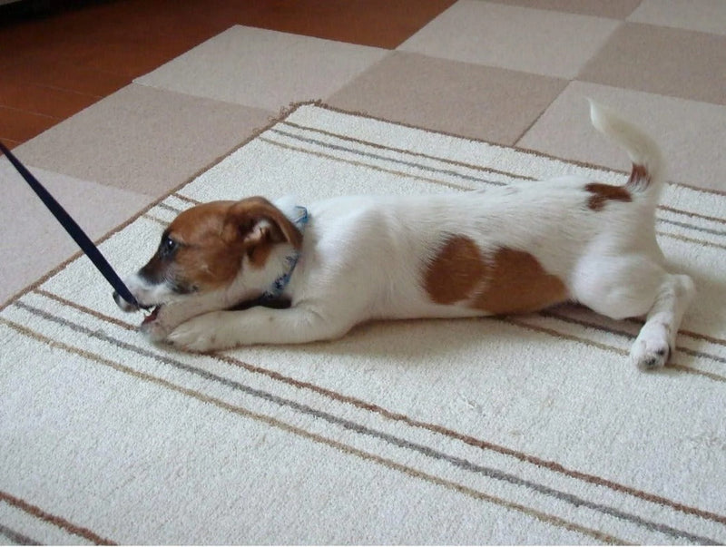 Pet Bitter Anti-Chew Spray